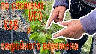  Первый год посадки черешневого сада: удивительные результаты системы UFO, KGB и стройного веретена