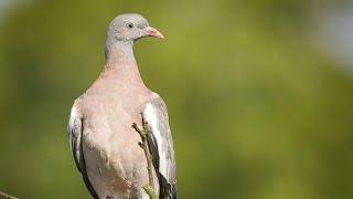 Common wood pigeon// // bird // wildlife// animals// explore with Kelly 4K // Nature