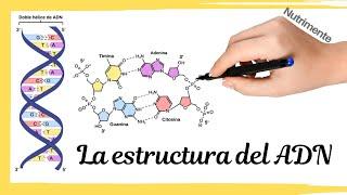 La estructura del ADN [El MODELO de WATSON y CRICK]