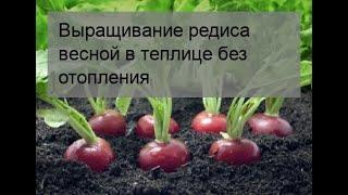 Выращивание редиса весной в теплице без отопления
