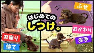 驚異の成長！チワックスの子犬がしつけを完璧に覚えるまで【おすわり、お手、おかわり、伏せ、待て】