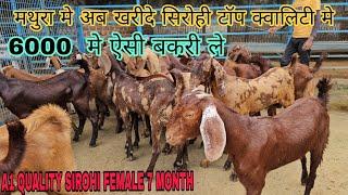 Top Quality Sirohi Female Ka Lot | काफी कम दामों मे खरीदे | Goatfarminginindia