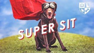 How One Simple Command Can Improve Your Dogs Quality of Life