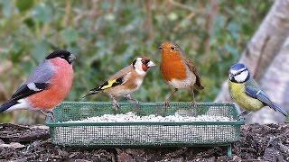 Birds in My January Garden : Bullfinch, Goldfinch, Linnet, Robin and Blue Tit