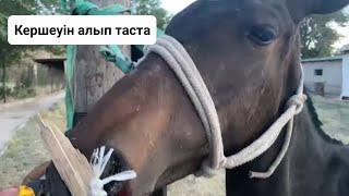 Тайдан кершеу алу (оп-оңай)