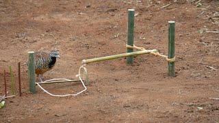 Creative Amazing Bird Trap for Catching the Jungle Quail Bird in the Wild