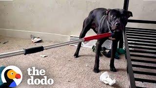 Pittie Got Left Behind In An Apartment Building | The Dodo