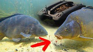 Can we catch the massive mirror carp with a bait boat? (Deeper QUEST)