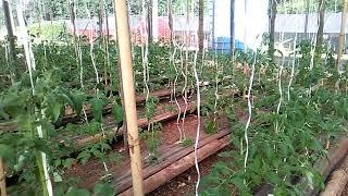 Produção de pepino e tomate em casa de vegetação #ISAIAS_2 #agronomia #agricultura #hortaliças