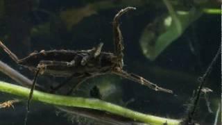 Predatory Water Scorpion