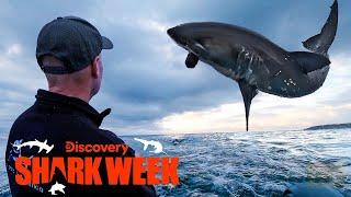 Great White Shark Jumps 15 FEET Out of the Water! | Shark Week