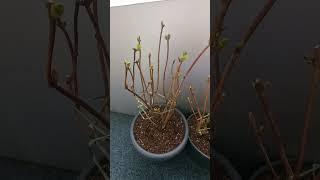 Гортензия Дива Фиоре (Diva Fiore ) Ячасть 2 #garten #hortensien #hydrangea #дача #gardening #сад