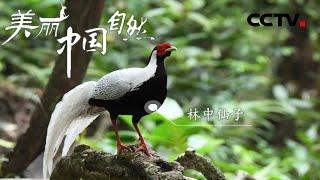 【ENG】归隐山林间自当林中仙 白鹇从古至今都有着各种美好的象征 《美丽中国自然》武夷山系列【CCTV纪录】