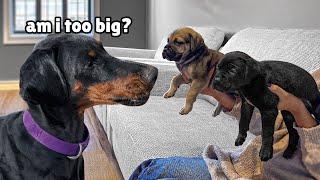 Huge Doberman Meets Tiny Rescue Puppies