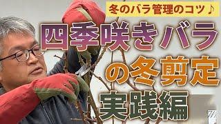 【バラの育て方】冬のバラ管理のコツ四季咲きバラの冬剪定～実践編（2021年1月29日）