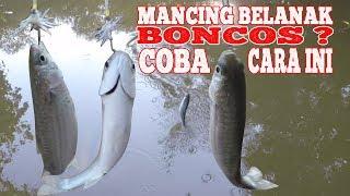 MANCING BELANAK BONCOS ? COBA CARA INI