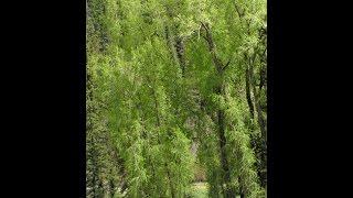 Narrowleaf Cottonwood Populus angustifolia