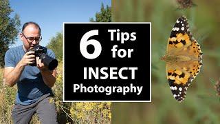 Simple in the Field Tips to Maximise Sharpness & Background in Your Insect Photos