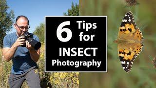 Insect Photography: Simple Tips to Maximise Sharpness & Background