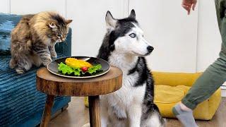 Now I Know Who's Stealing My Lunch! I Left my Husky Dogs and Cats Alone With Chicken!
