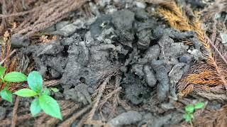 Larvae & Adults of Oiceoptoma Carrion Beetle Gathering on Dung of Japanese Raccoon Dog in Timelapse