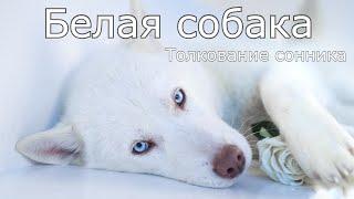 Белая собака - толкование сонника