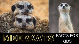 MEERKATS - FACTS FOR KIDS!