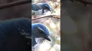 #california #jay #sparrow #birds, #bluejay, #quail, ￼#nature, #wildlife