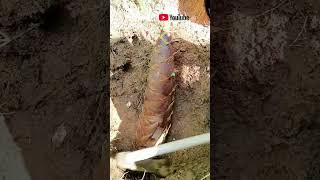 Digging up a large yellow bamboo shoot