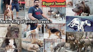 American Pitbull dog - American Pitbull puppie - German shepherd - Pitbull dog - MMB pet lover
