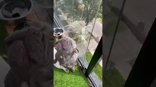 George G The Frenchie #dogdad #frenchie #george