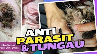 Obati Parasit Telinga Kucing dengan Efektif dan Hemat di Rumah!