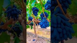 Plant This Beautiful Grape Moon Drops Variety #plants  #satisfying #shorts