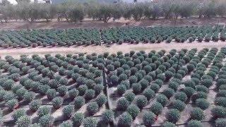DIANTHUS 240216