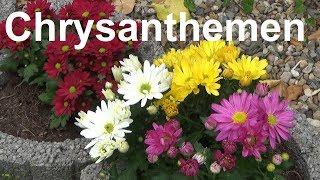 Chrysanthemen pflegen pflanzen düngen gießen Standort überwintern Chrysanthemum