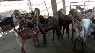 Rajasthan goat farm ajmer 9610013421