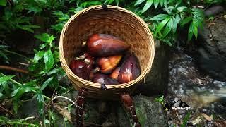 Life In The Highlands: A day of harvesting banana flowers in the middle of the mountain forest