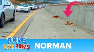 DANGEROUS freeway rescue. Dog prayed for Christmas Angels to send help  #story