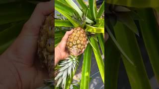 Tropical Fruit Harvest ASMR #food