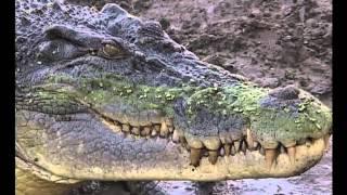 Alligator  Attack -  Huge Australian Alligator