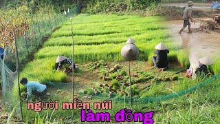 một ngày làm đồng của người miền núi | mùa cấy trên bản