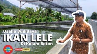 Budidaya Lele Di Kolam Beton, Why Not?