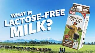 What is Lactose Free milk? | Ask Organic Valley