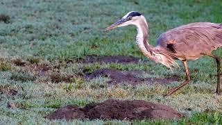 Great Blue Heron hunting and finally catching and eating a gopher Reuploaded 4K