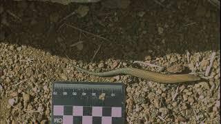 West Canary Skink (Chalcides) running - slow motion (1)