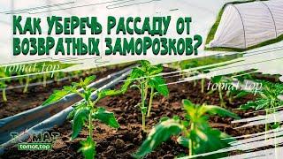 Как уберечь рассаду от возвратных заморозков? Не верьте в сказочные свойства укрывного материала!