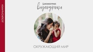 Лекарственные растения | Дошкольники | Окружающий мир #43 | Инфоурок