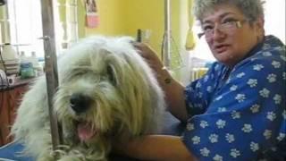 Grooming a Romanian Mioritic Sheepdog - Toaletaj Ciobanesc Mioritic 2