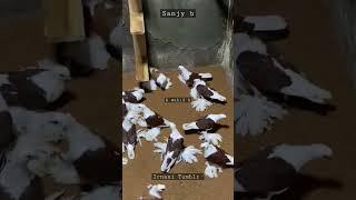 IRANI  Tumblr Fancy Pigeon Farming In Mumbai ONLY SHOW #shorts