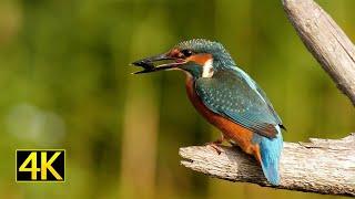 Im Revier des Eisvogels (in the kingfishers territory) / Eisvogel / Jagd / Fisch (4K)